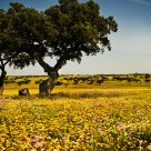 Wild Flower Carpet